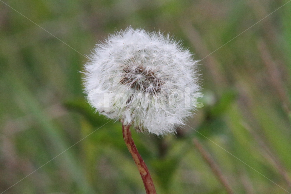 민들레,국화과,씨앗,식물,dandelion,식물,자연,plants,nature