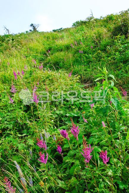 green,dead wood,nature,tree,vegetation,flower garden,fist,hiking trail,alpine meadow,environment,wildflowers,outdoors,field,alpine wildflowers,wild flowers,clean area,Roe deer urine,yew tree,wild grass