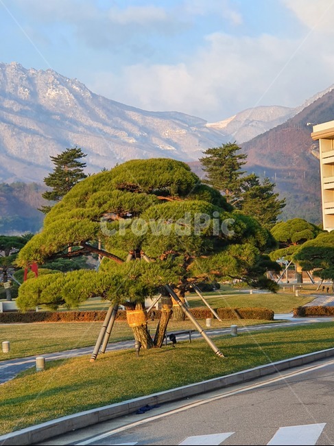 나무,미,예술,정원,tree,도로,지주대,하늘,파랑,먼산,소나무,눈,구름