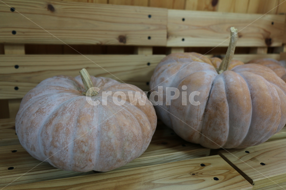 식물,농촌,자연,지방,가을,감성,plant,ruralarea,nature,area,autumn,sensibility,food,음식,pumpkin,호박,vegetable,야채,음식,식재료,요리,food,cook,meal,dishes,food reserves