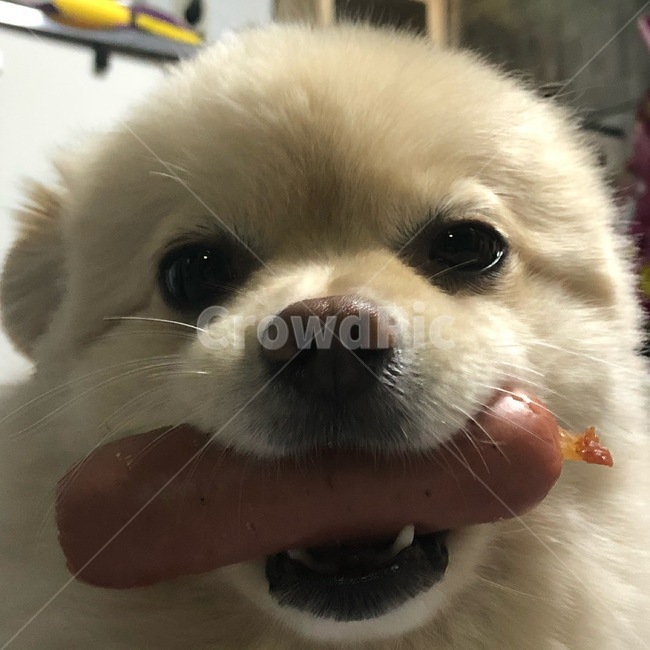 강아지,개,dog,포메,소시지,배고픔,맛있다,먹다,eat,간식
