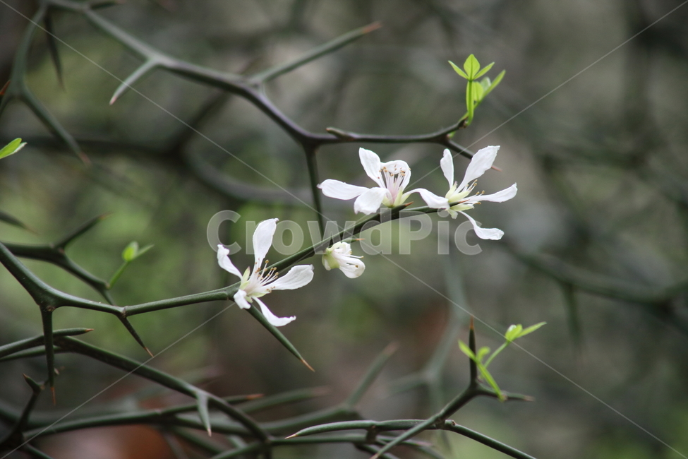 탱자나무,꽃,봄,poncitustrifoliata,trifoliateorange