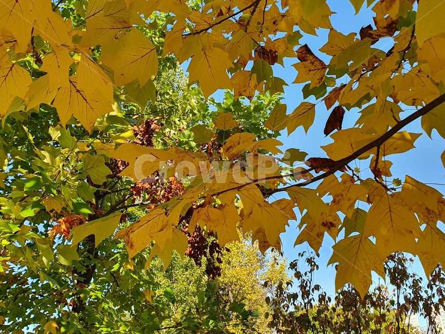 leaf,잎,식물,plant,가을,fall,단풍,maple,야외,sky,가을,계절,fall,autumn,season,식물,자연,plants,nature,나무,trees,wood