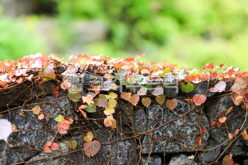 stone wall vine,stone wall ivy,stonewall,ivy