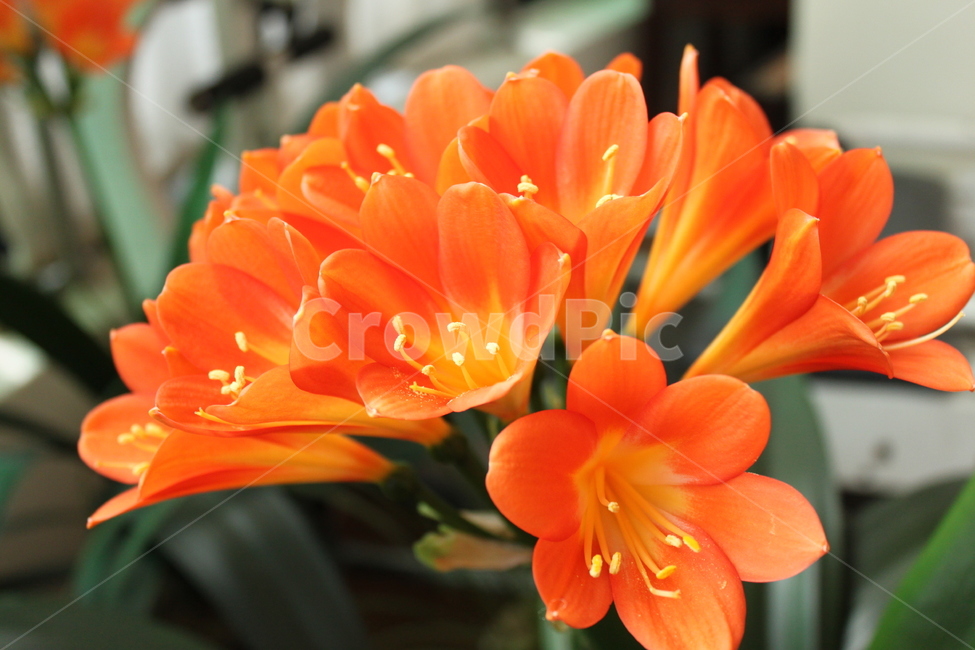 꽃,주황꽃,화분,식물,풀,식물,자연,plants,nature,꽃,flower