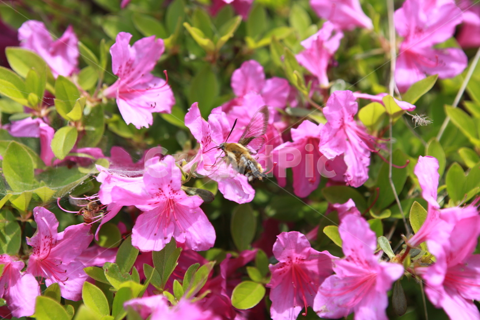 flower,꽃,철쭉,분홍,식물,plant,진달래,벌,bee
