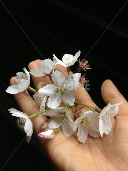 손,벚꽃,봄,hand,cherryblossoms,spring,봄,계절,spring,season,plant,식물,blossom,꽃,flower