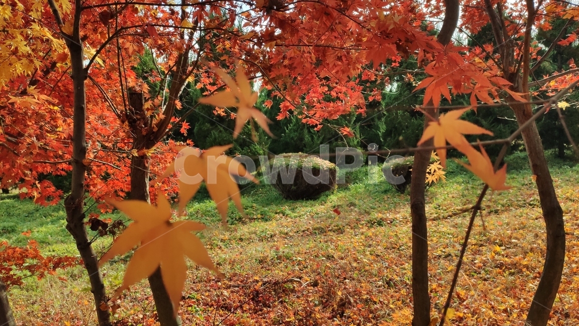 가을,엽록소,mapie,식물,나무,단풍,잎,leaf,plant,tree,가을,계절,fall,autumn,season,식물,자연,plants,nature,나무,trees,wood