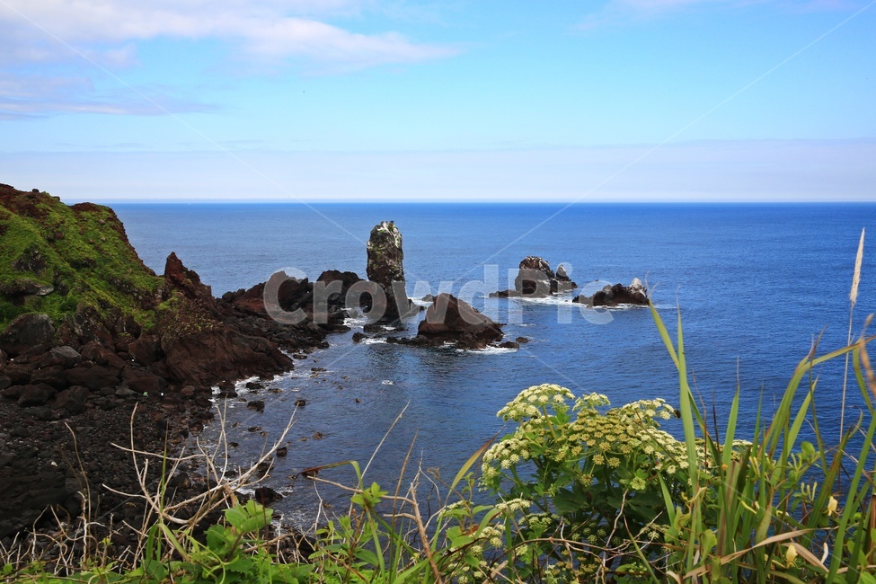 promontory,곶,nature,자연,outdoors,옥외,grass,잔디,plant,식물,ocean,대양,sea,바다,water,물,shoreline,해안선,제주,섭지코지,해변,자연,풍경,nature,landscape