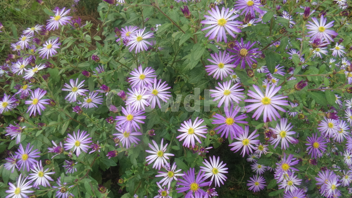 아스타,참취속,관상용,보라색꽃,정원용,식물,자연,plants,nature,꽃,flower