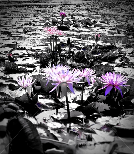꽃,연꽃,회색,gray,flower,lotus,식물,자연,plants,nature