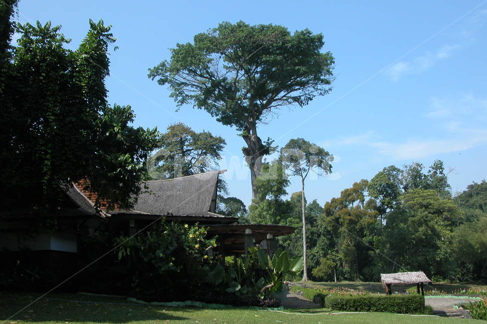 인도네시아,보고르식물원,보고르,나무,큰나무,indonesia,bogor,botanicgarden,botanic,garden,tree,bigtree