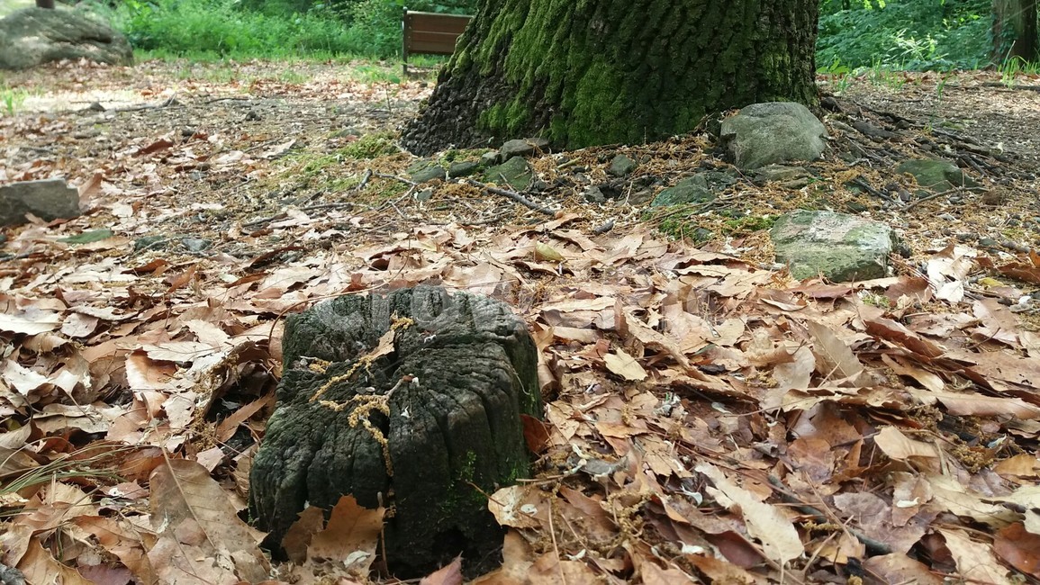 고목,낙엽,이끼,숲속,산책길,아침