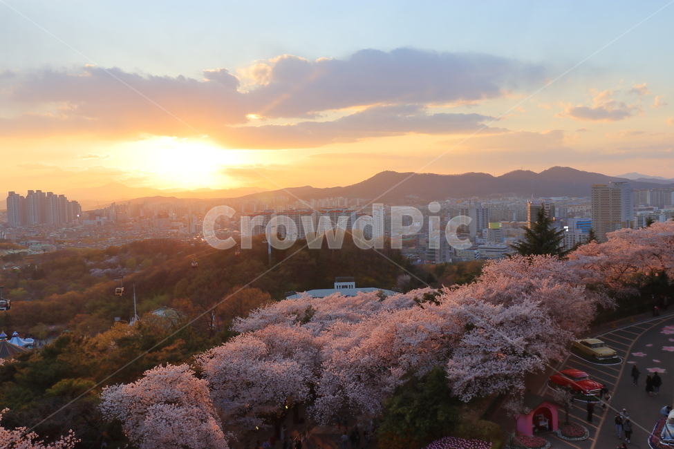 대구,벚꽃,벚꽃나무,나무,풍경,대구전경,도시,야경,노을,도시,풍경,city,landscape,한국도시풍경,한국도시경관,korea cityscape,plant,식물,blossom,꽃,flower