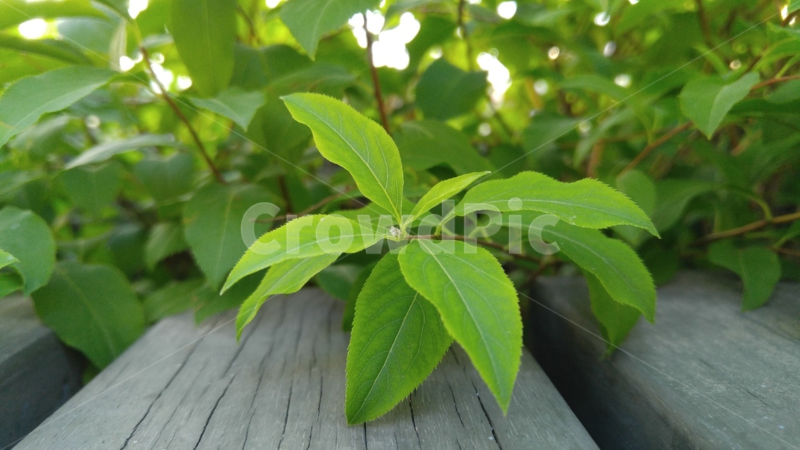 탁자,식물,회색,녹색,배경,감성,계절,table,flants,gray,green,background,emotional,season