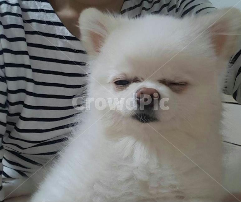 강아지,졸리는강아지,애완견,애완동물,dog
