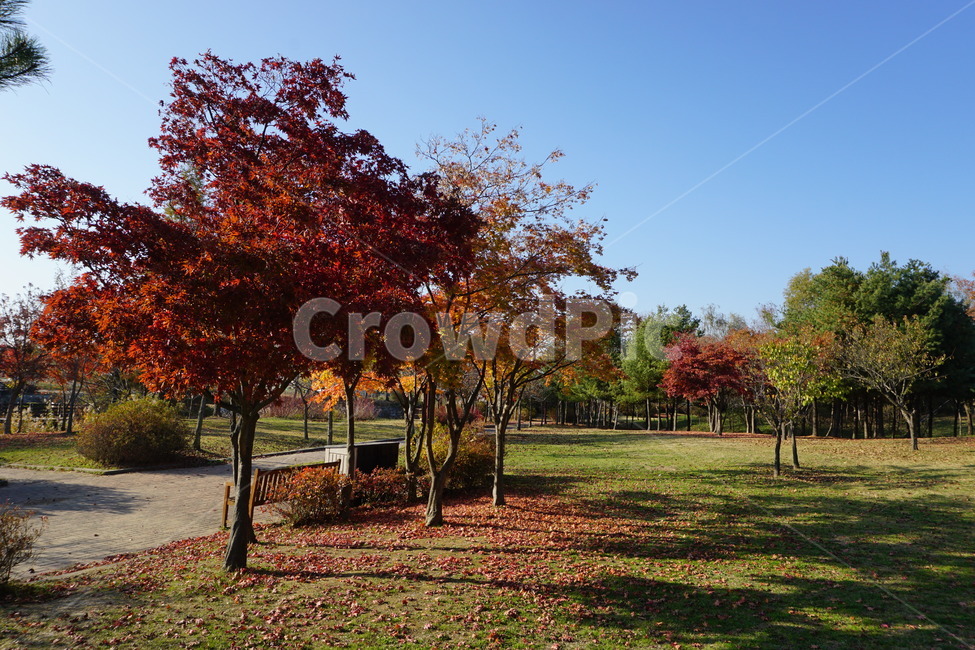 plant,식물,nature,자연,tree,나무,treetrunk,나무줄기,autumn,가을,단풍나무,단풍,forest,maple,grass,잔디,sky,숲,mapletree,하늘