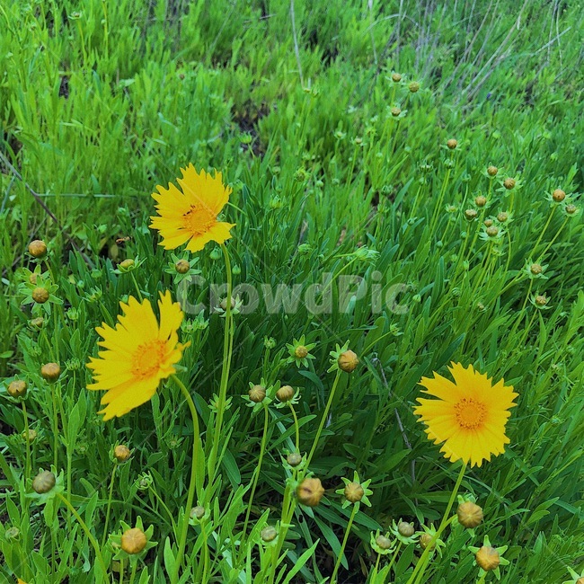 꽃,금계국,풀,coreopsis,flower