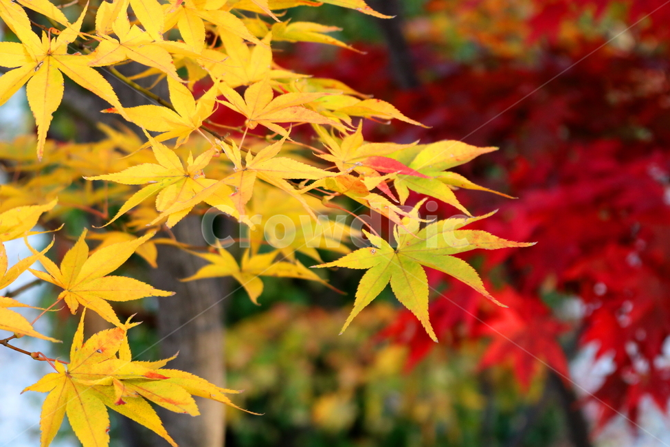 단풍,단풍나무,나무,식물,가을,자연,가을,계절,fall,autumn,season,leaf,잎,plant,tree,maple
