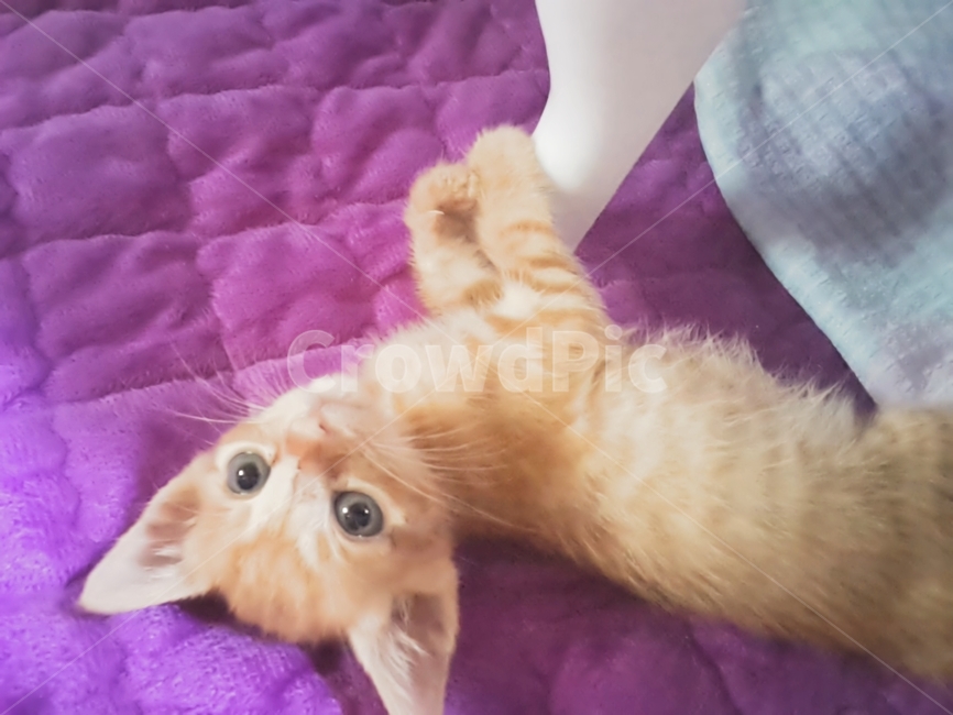 동물,고양이,집,아기고양이,cat