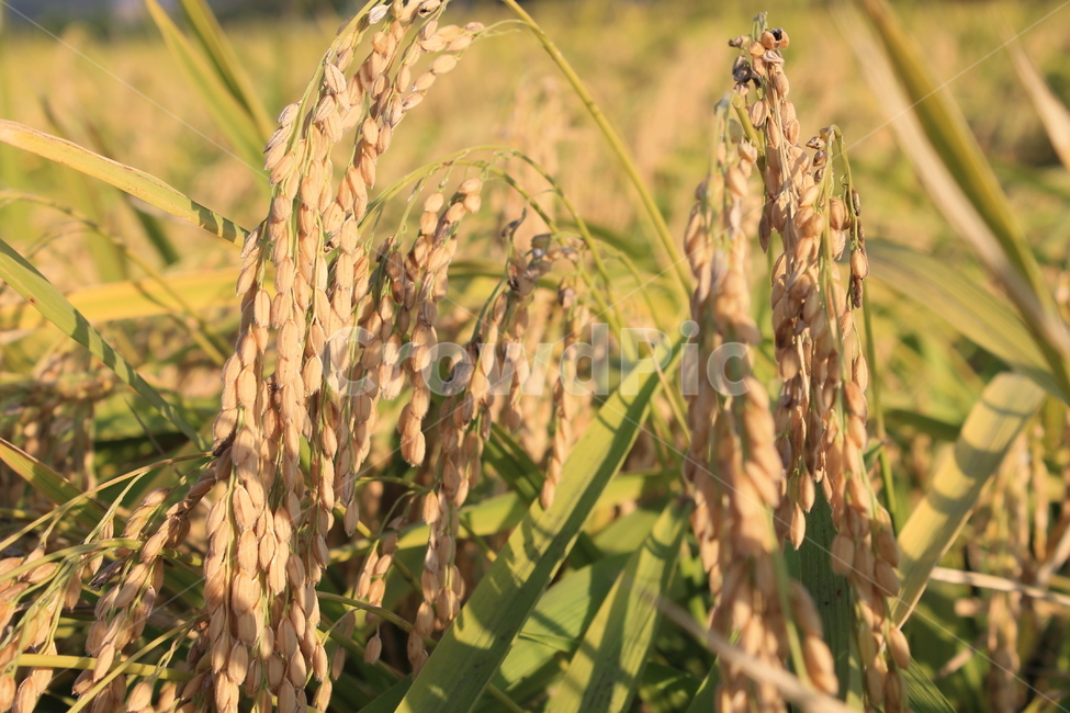 자연,논,추수,가을,가을추수,nature,harvest,ricefield,ricepaddy,autumn,fall,plant,식물,가을,계절,fall,autumn,season,농업,농사,agriculture,farming,farming industry,vegetation,초목