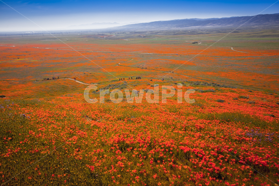 california,antelopevalley,랭캐스터,파피꽃,자연,poppy,자연,풍경,nature,landscape