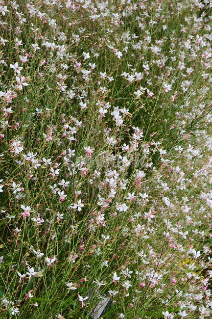 꽃,자연,식물,나비바늘꽃,가우라,beeblossom,gaura,flower,식물,자연,plants,nature,꽃,flower