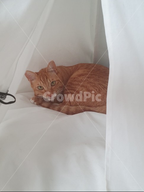 고양이,낮잠,휴식,cat,반려묘,광합성,animal,포유류,mammal,pet,애완동물