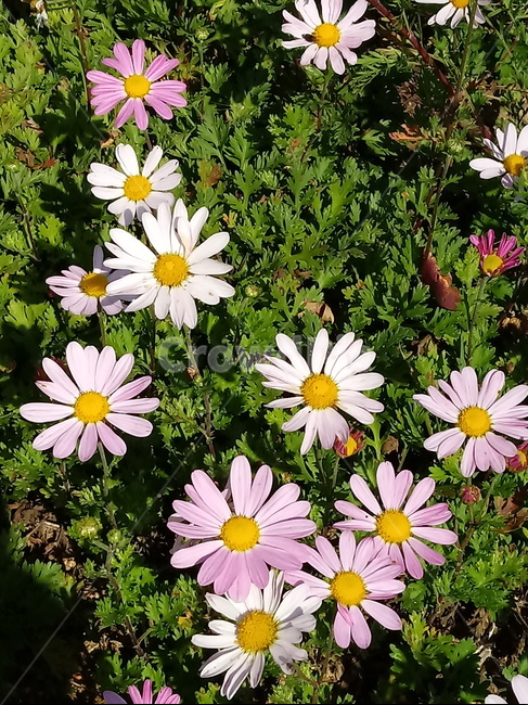 아스타,식물,꽃,flower,plant,(aster,식물,자연,plants,nature,꽃,flower