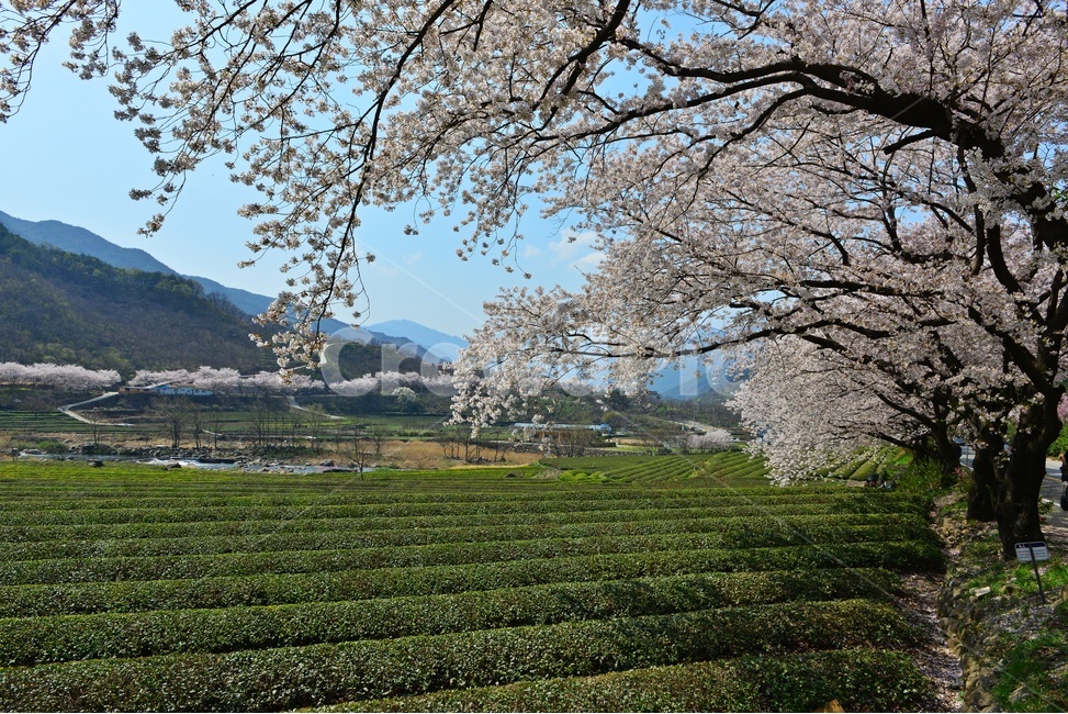 plant,식물,nature,자연,outdoors,옥외,경남,하동,섬진강변,벚꽃길,화개십리벚꽃길,십리벚꽃길,벚꽃,봄,계절,만개,홍매화,다원,녹차,차밭,녹차잎,봄,계절,spring,season