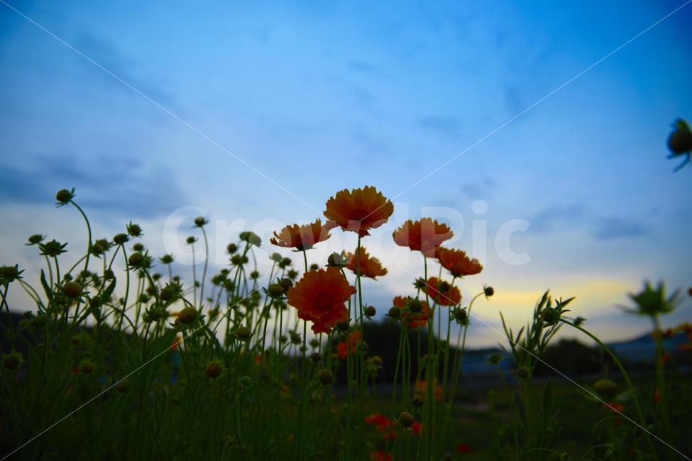 금계국,양주,노을,야생화,개천,산책로,하늘,저녁,식물,자연,plants,nature,감성,sensible,feeling,꽃,flower