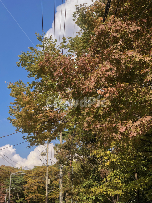 roof,지붕,기와,한옥,단풍,sky,cloud,구름,하늘,tree,나무,plant,식물,가을,계절,fall,autumn,season