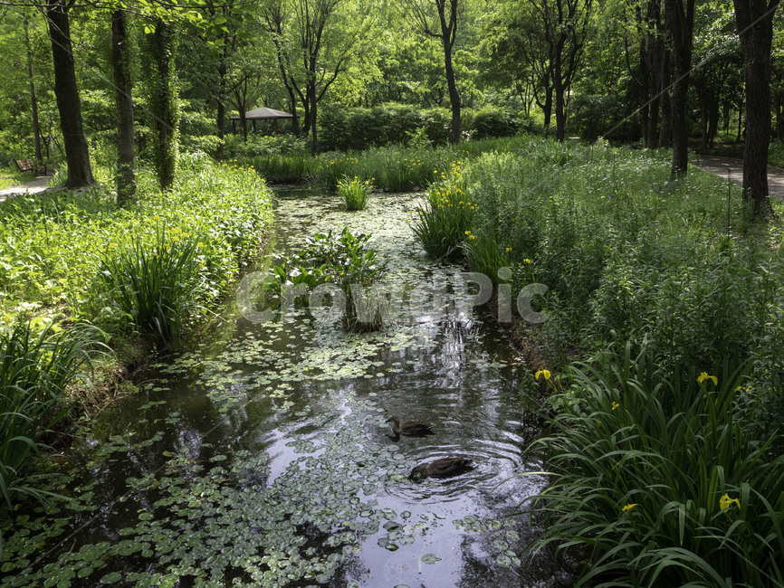 수목원,botanicalgarden,대구수목원,대곡수목원,나무,trees,nature,자연,연못,오리,ducks,자연,풍경,nature,landscape,land,땅,outdoors,옥외,water,물