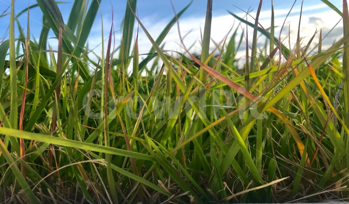 grass,green,natural,sky,blue,corol,잔디,녹색,자연,식물,식물,자연,plants,nature