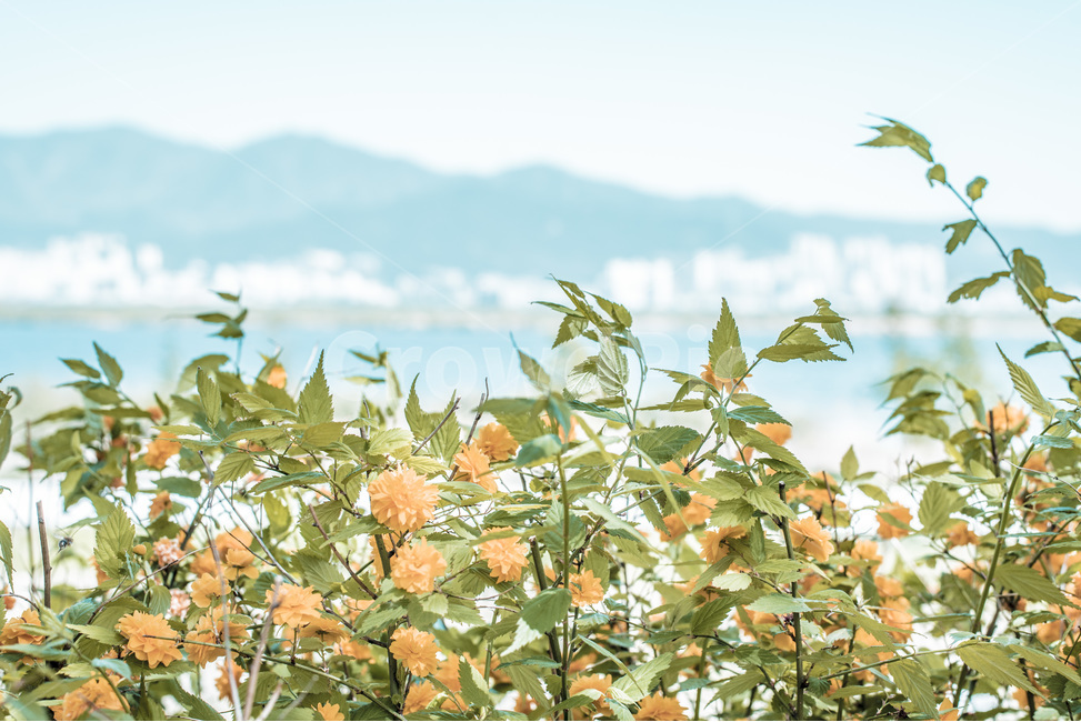 낙동강,유채꽃,꽃,봄,풍경,풍경사진,감성,감성사진,식물,자연,plants,nature,꽃,flower,감성,sensible,feeling,색깔,색상,색채,색감,color sense,color sensitivity,feeling of color