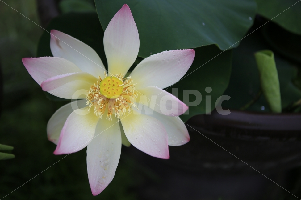꽃,연꽃,flower,봄,자연,풍경,spring,식물,자연,plants,nature