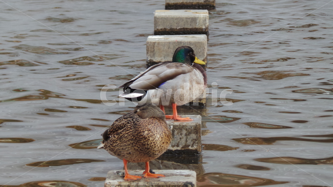 조류,오리,새,동물,duck,동물,animal,조류,새,birds