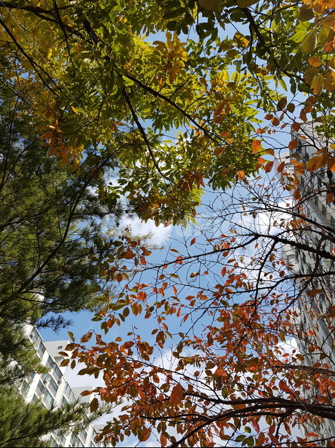 가을,낙엽,하늘,나무,단풍,가을,계절,fall,autumn,season,tree,plant,식물,tree trunk,나무 줄기,leaf,잎
