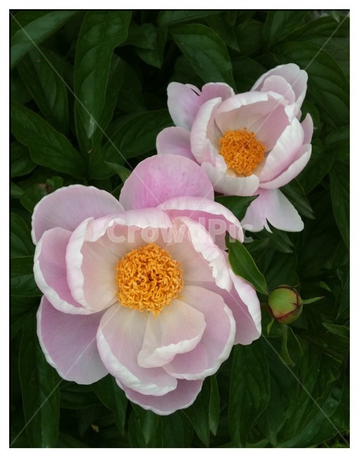 모란,꽃,식물,자연,fower,분홍꽃,핑크,식물,자연,plants,nature,꽃,flower
