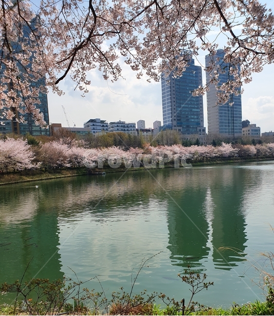 벚꽃,봄,호수,풍경,나무,lake,spring,cherryblossom