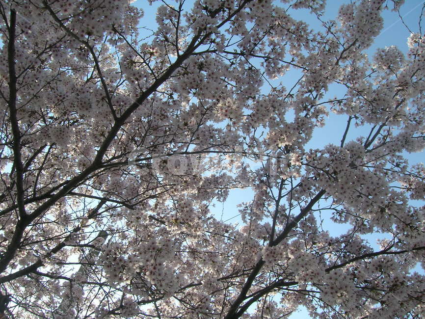 벚꽃,진해군항제,식물,나무,봄,봄,계절,spring,season,자연,풍경,nature,landscape,plant,flower,꽃,blossom,cherry blossom