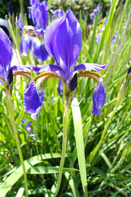 붓꽃,아이리스,보라색붓꽃,보라색아이리스,iris,봄꽃,봄,봄날,화단,봄화단꽃,자연,식물,plants,nature,flower,spring,아웃포커싱,공원,식물,자연,plants,nature,꽃,flower