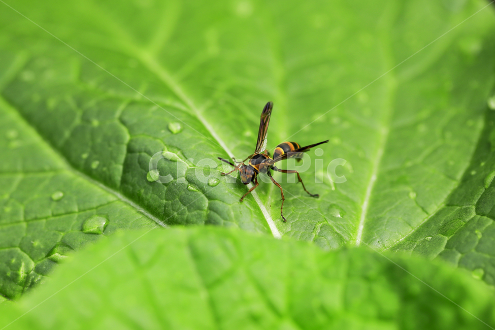 벌,말벌,벌침,곤충,꿀,식물,자연,plants,nature,동물,animal,곤충,벌레,insect,bug