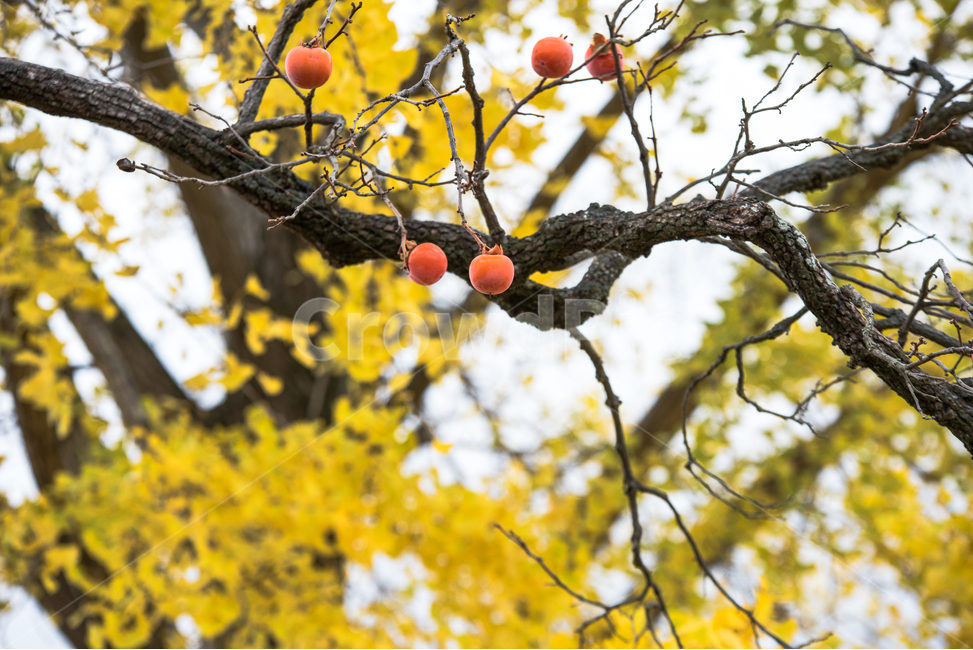 감나무,홍시,까치밥,과일,낙엽,가을,autumn,감성,가을,계절,fall,autumn,season,과일,열매,fruit,plant,식물,food,음식