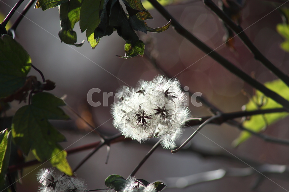 사위질빵,종자,씨앗,번식,clematisapiifolia,식물,자연,plants,nature