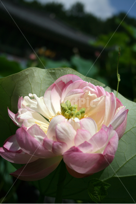연꽃,연잎,식물,flower,plants,nature,꽃,꽃봉오리,연못,식물,자연,plants,nature,꽃,flower