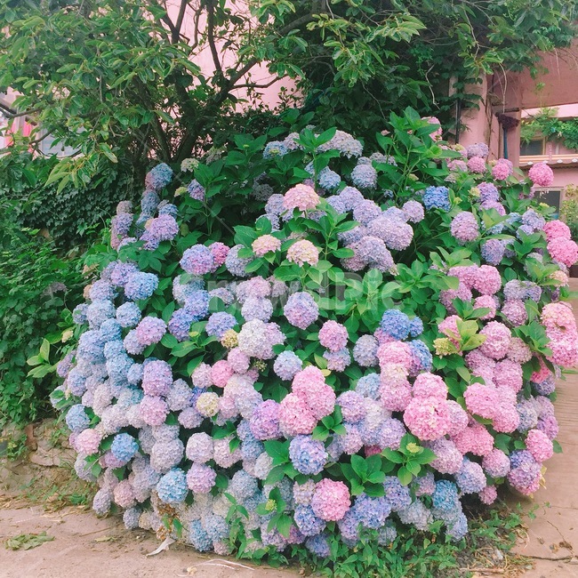 수국,꽃,감성,여름,숲