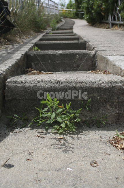 plant,식물,leaf,잎,계단,틈,초록,green