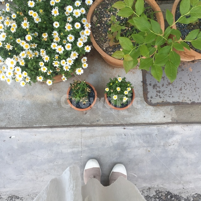 봄,화분,국화꽃,식물,꽃,편안함,실내용화초,화분,화초,house plant