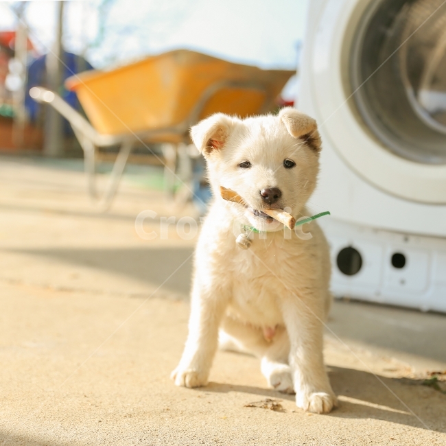강아지,개,진돗개,똥개,시골,똥강아지,아기,아기강아지,귀여운,동물,동물,animal,포유류,mammal,개,강아지,dog,doggy